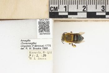 Media type: image;   Entomology 794502 Aspect: labels